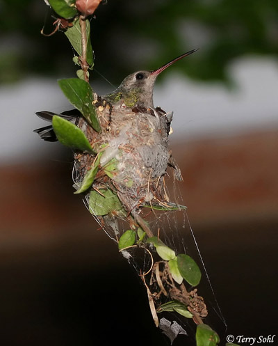 Broad-billed Hummingbird on her nest - Cynanthus latirostris