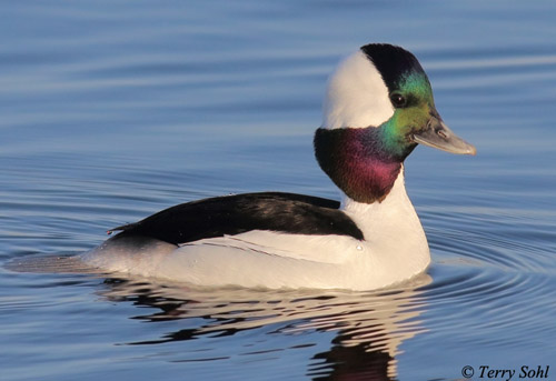 Bufflehead male - Bucephala albeola - Photograph taken from a blind