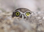 Burrowing Owl - Athene cunicularia