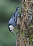 White-breasted Nuthatch - Sitta carolinensis