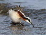 Wilson's Phalarope - Phalaropus tricolor