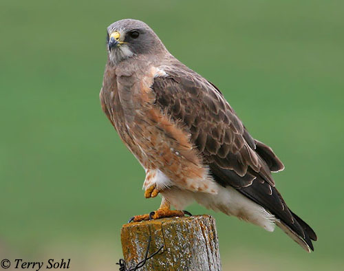 Swainson's Hawk - Buteo swainsoni - Photograph