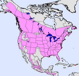 Bird Range Map Quiz #3 - Woodpeckers