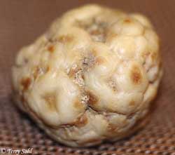 Bubblegum Agate - "Brain Coral"