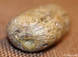 Horn Coral - South Dakota