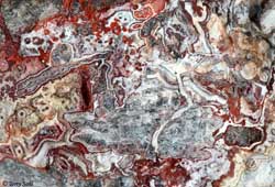 Mexican Crazy Lace - Macro 13