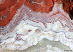 Mexican Crazy Lace - Macro 14