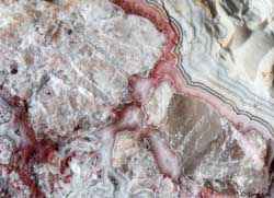 Mexican Crazy Lace - Macro 17