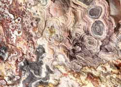 Mexican Crazy Lace - Macro 19