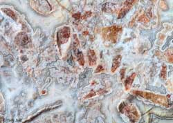 Mexican Crazy Lace - Macro 20