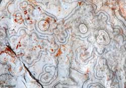 Mexican Crazy Lace - Macro 22