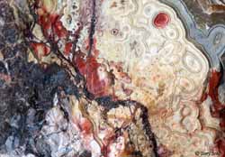 Mexican Crazy Lace - Macro 24