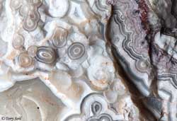 Mexican Crazy Lace - Macro 25