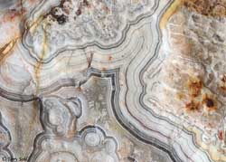 Mexican Crazy Lace - Macro 3