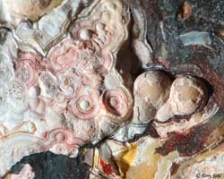 Mexican Crazy Lace - Macro 5