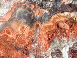 Mexican Crazy Lace - Macro 6