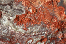 Mexican Crazy Lace - Macro 7