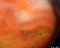 Agate Macro 3 - South Dakota Rockhound