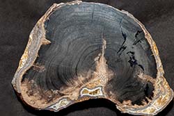 Petrified Wood - Blue Forest