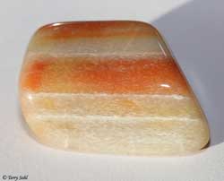 Petrified Wood - South Dakota Rockhound