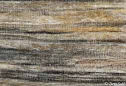 Petrified Wood - South Dakota