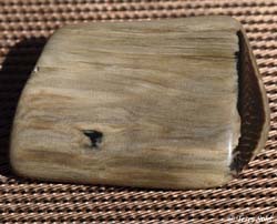 Petrified Wood - South Dakota