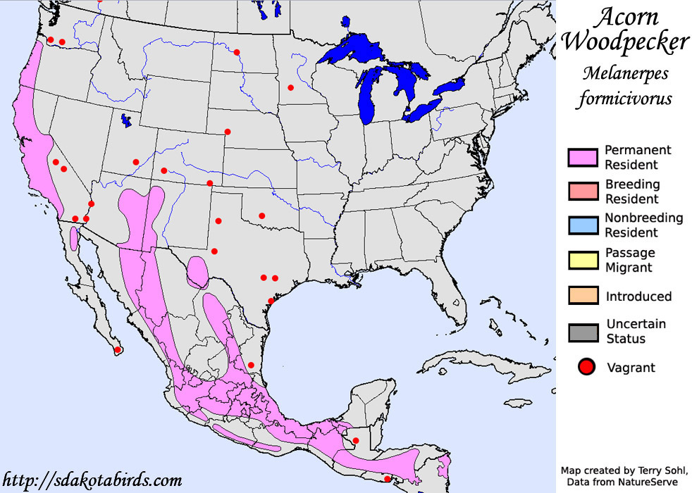 Acorn Woodpecker - North American Range Map