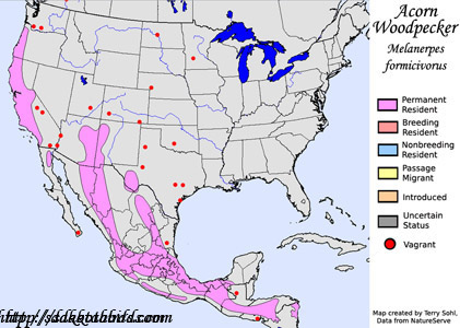 Acorn Woodpecker - Range map