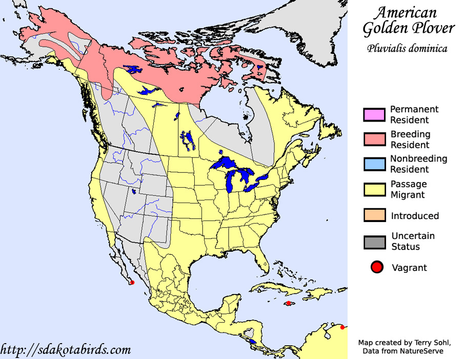American Golden Plover Species Range Map