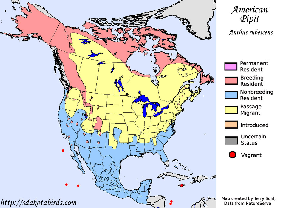American Pipit - Range Map