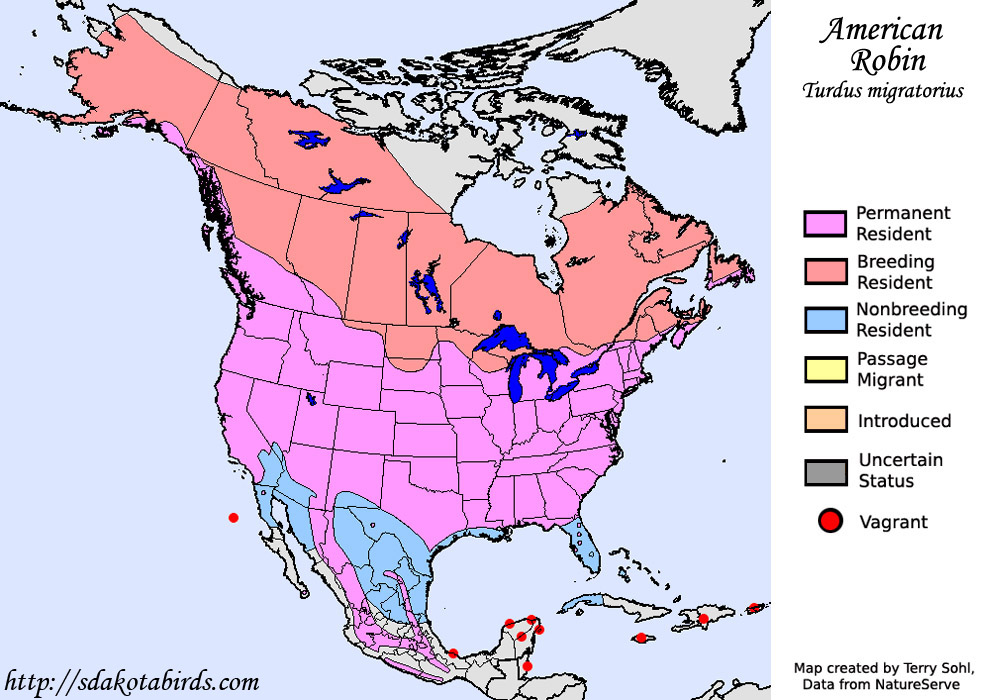 American Robin - Range Map
