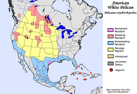 American White Pelican - Range map