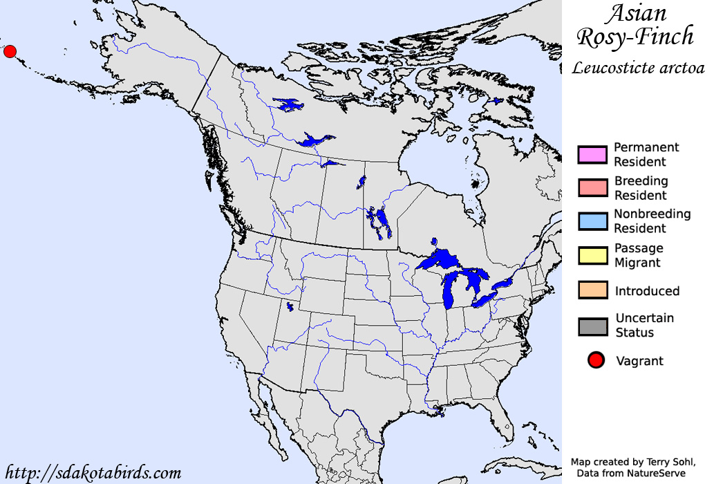 Asian Rosy-Finch - Species Range Map
