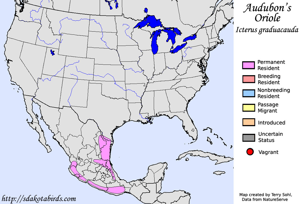 Audubon's Oriole - North American Range Map