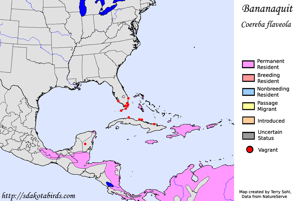Bananaquit - North American Range Map