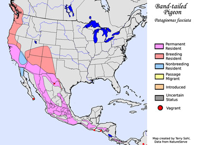 Band-tailed Pigeon range map