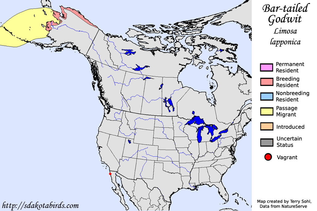Bar-tailed Godwit - North American Range Map