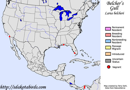 Belcher's Gull range map
