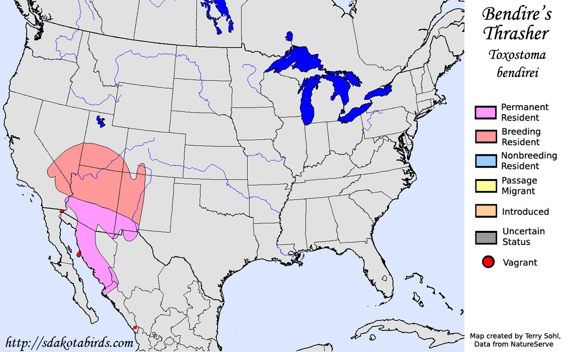 Bendire's Thrasher - Niorth American Range map