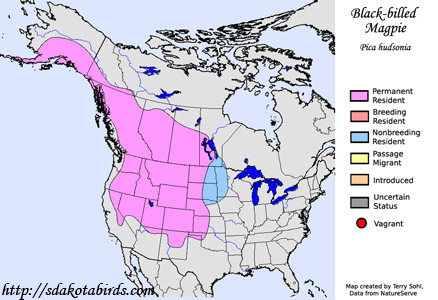 Black-billed Magpie - Range Map