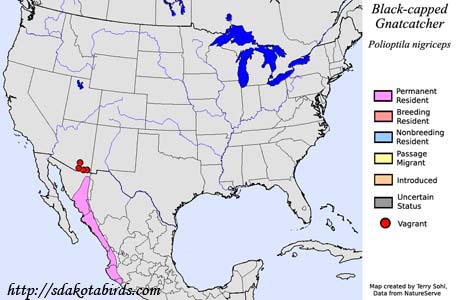 Black-capped Gnatcatcher - Range Map