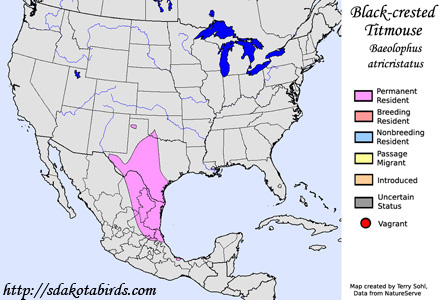 Black-crested Titmouse - Baeolophus atricristatus