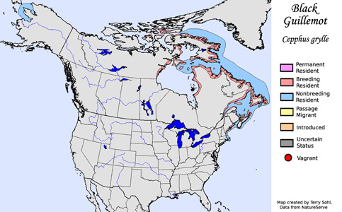 Black Guillemot - Range Map