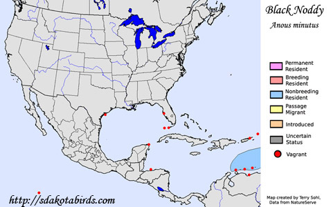 Black Noddy range map