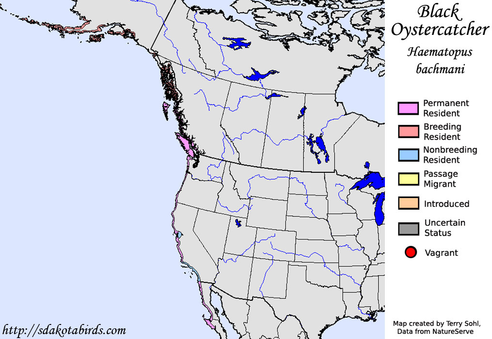 Black Oystercatcher - North American Range Map