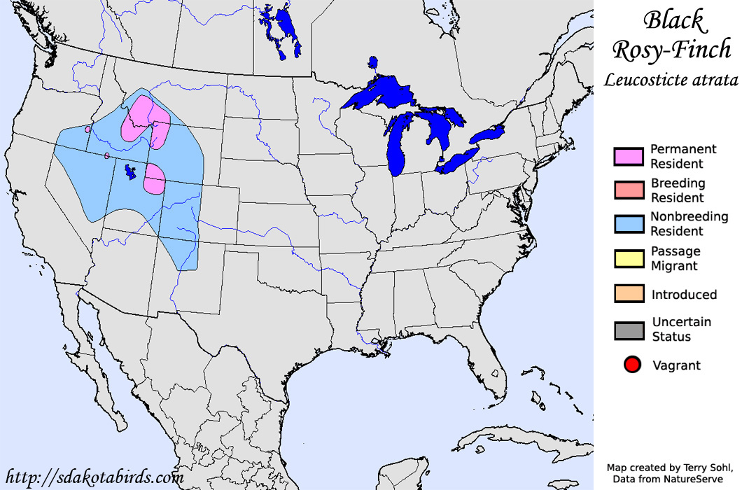 Black Rosy-Finch - Species Range Map