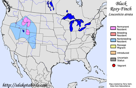 Black Rosy-Finch - Range Map