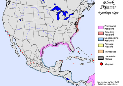 Black Skimmer - Range Map