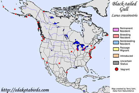 Black-tailed Gull - Range Map