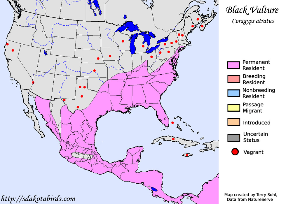 Black Vulture - Range Map